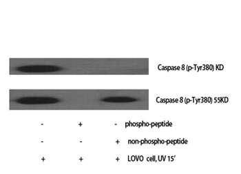 Caspase-8 (phospho Tyr380) rabbit pAb Antibody