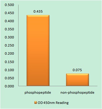 Caspase-8 (phospho Tyr380) rabbit pAb Antibody