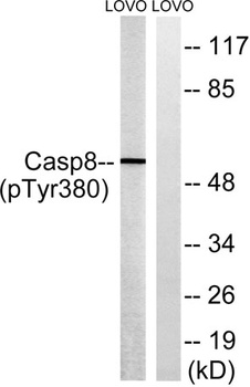 Caspase-8 (phospho Tyr380) rabbit pAb Antibody