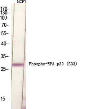 RPA p32 (phospho Ser33) rabbit pAb