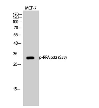 RPA p32 (phospho Ser33) rabbit pAb