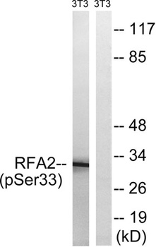 RPA p32 (phospho Ser33) rabbit pAb