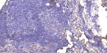 RPA p32 (phospho Ser33) rabbit pAb