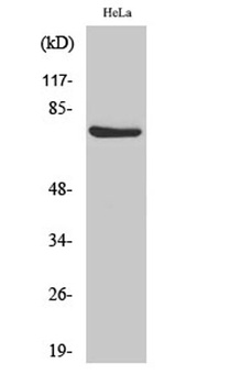 Raf-1 (phospho Ser338) rabbit pAb Antibody