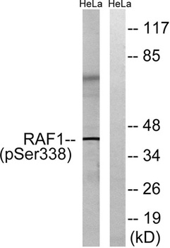 Raf-1 (phospho Ser338) rabbit pAb Antibody
