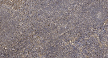 Raf-1 (phospho Ser338) rabbit pAb Antibody