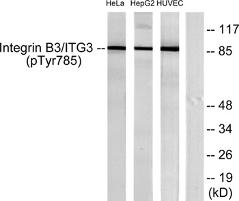 Integrin β3 (phospho Tyr785) rabbit pAb Antibody