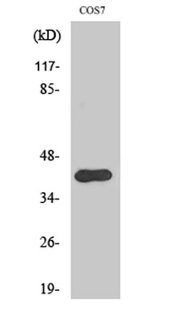 Crk II (phospho Tyr221) rabbit pAb Antibody