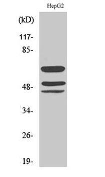 Shc (phospho Tyr427) rabbit pAb Antibody