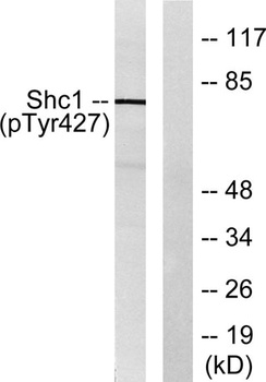 Shc (phospho Tyr427) rabbit pAb Antibody