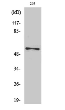 Synaptotagmin 1/2 (phospho Ser309/306) rabbit pAb Antibody