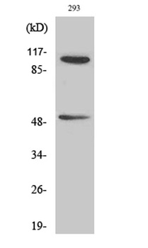 NFκB-p105/p50 (phospho Ser337) rabbit pAb Antibody