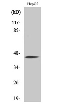 C/EBP α (phospho Ser21) rabbit pAb Antibody