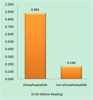 Caspase-9 (phospho Thr125) rabbit pAb Antibody