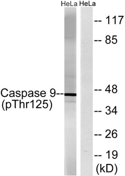 Caspase-9 (phospho Thr125) rabbit pAb Antibody
