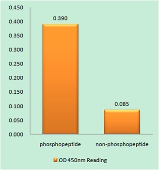 Ksr-1 (phospho Ser392) rabbit pAb Antibody