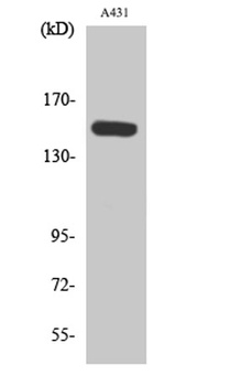 PLC β3 (phospho Ser1105) rabbit pAb Antibody