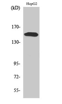 PLC γ2 (phospho Tyr753) rabbit pAb Antibody