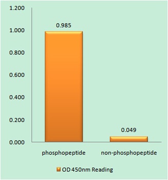 Stat2 (phospho Tyr690) rabbit pAb Antibody