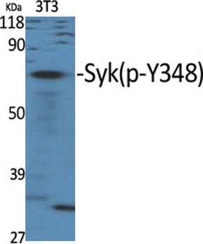 Syk (phospho Tyr348) rabbit pAb Antibody