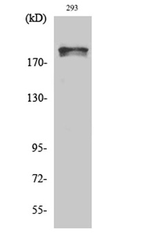 WNK1 (phospho Thr60) rabbit pAb Antibody