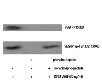 Flt-1 (phospho Tyr1333) rabbit pAb Antibody