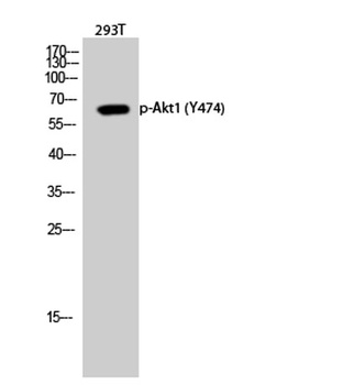 Akt1 (phospho Tyr474) rabbit pAb Antibody