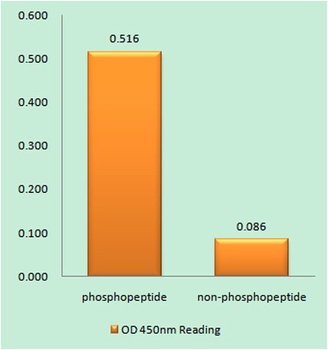 Akt1 (phospho Tyr474) rabbit pAb Antibody