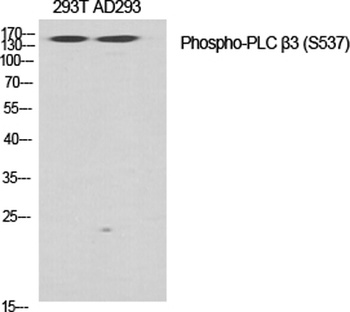 PLC β3 (phospho Ser537) rabbit pAb Antibody