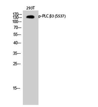 PLC β3 (phospho Ser537) rabbit pAb Antibody