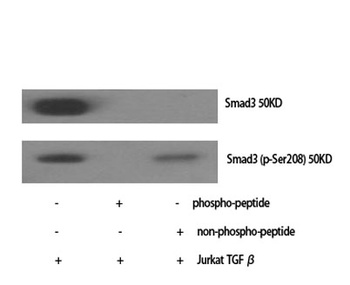 Smad3 (phospho Ser208) rabbit pAb Antibody