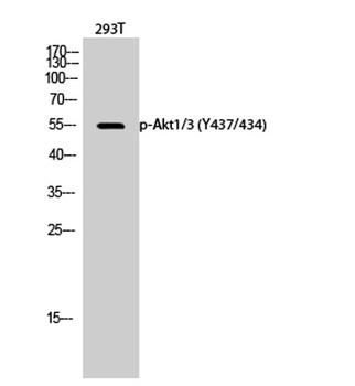Akt1/3 (phospho Tyr437/434) rabbit pAb Antibody