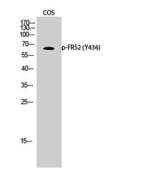 FRS2 (phospho Tyr436) rabbit pAb Antibody