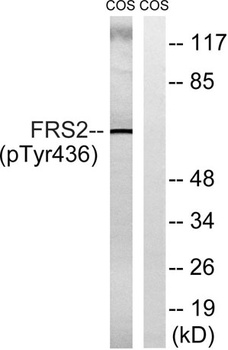 FRS2 (phospho Tyr436) rabbit pAb Antibody