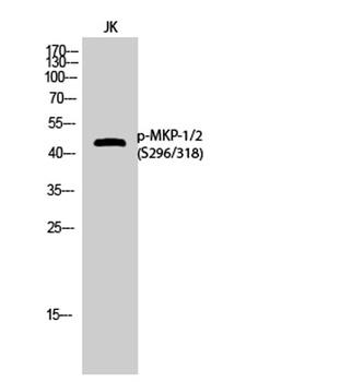 MKP-1/2 (phospho Ser296/318) rabbit pAb Antibody