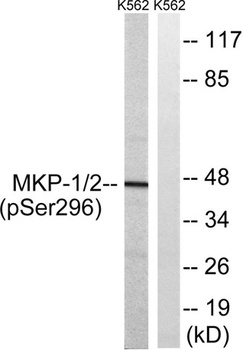 MKP-1/2 (phospho Ser296/318) rabbit pAb Antibody