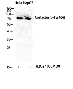 Cortactin (phospho Tyr466) rabbit pAb Antibody