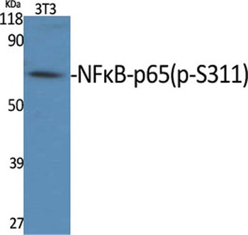 NFκB-p65 (phospho Ser311) rabbit pAb Antibody
