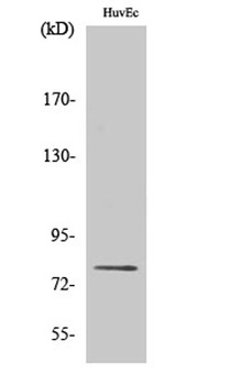 PKC δ (phospho Ser645) rabbit pAb Antibody