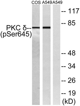 PKC δ (phospho Ser645) rabbit pAb Antibody