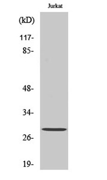 14-3-3 ζ (phospho Ser58) rabbit pAb Antibody