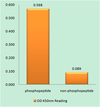Adducin α/β (phospho Ser726/713) rabbit pAb