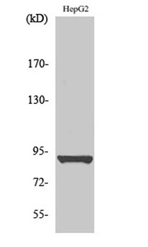 HSP90β (phospho Ser254) rabbit pAb Antibody