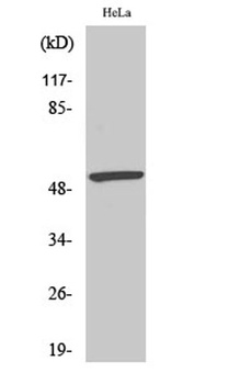 MEF-2 (phospho Ser408) rabbit pAb Antibody
