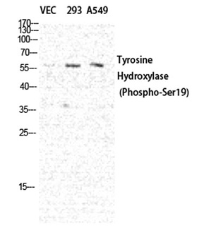 TH (phospho Ser19) rabbit pAb