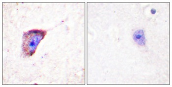 TH (phospho Ser19) rabbit pAb