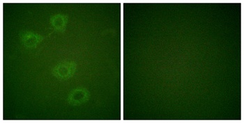 TH (phospho Ser19) rabbit pAb