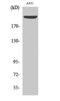 Separase (phospho Ser801) rabbit pAb Antibody
