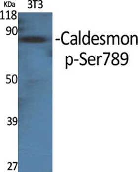 Caldesmon (phospho Ser789) rabbit pAb Antibody