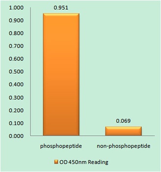 Ets-1 (phospho Thr38) rabbit pAb Antibody